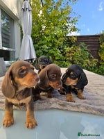 Dachshund dogs - Advert 13