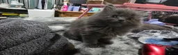 Persian cats for sale: 3 beautiful kittens ready now  - Advert 5