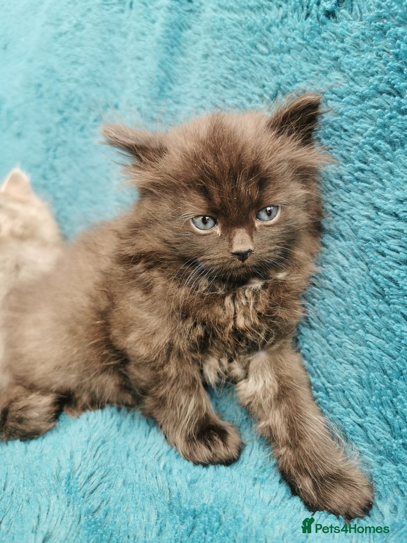 Siberian cats Registered Siberian Kittens  - Advert 1