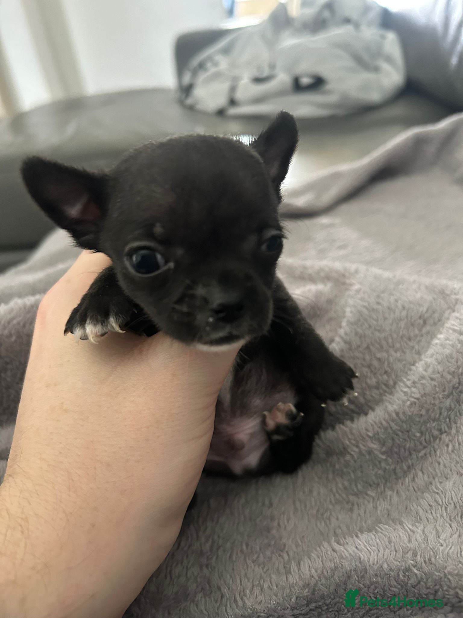 Chihuahua dogs Exceptional Chihuahuas Truly Rare - Advert 12