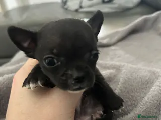 Chihuahua dogs Exceptional Chihuahuas Truly Rare - Advert 12