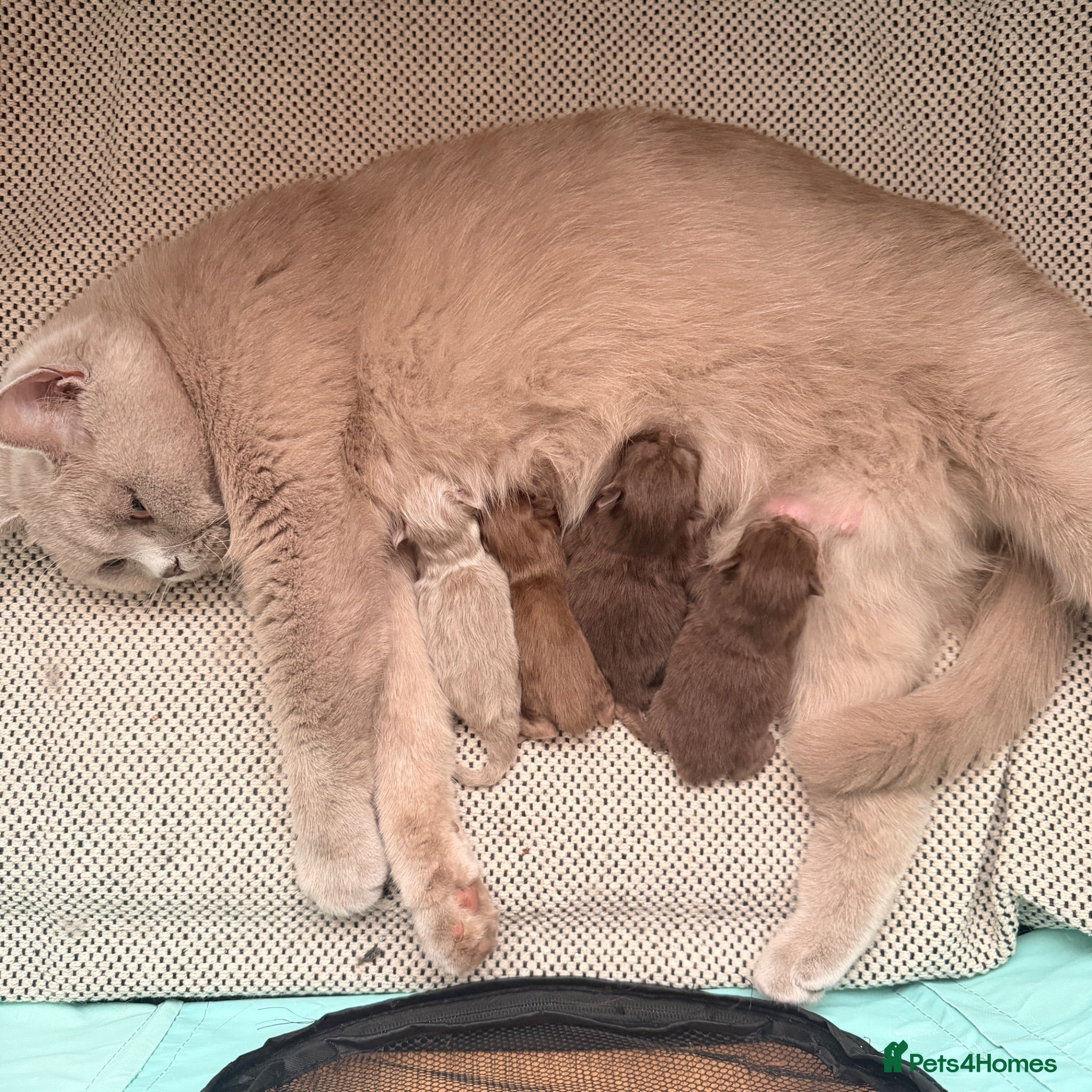 British Shorthair cats 🐾 GCCF Registered British Shorthair Kittens 🐾 - Advert 1