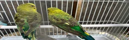 Budgerigars birds for sale: Black wing budgies, split to b/f & b/w - Advert 6