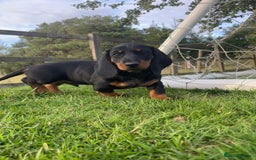 Dachshund dogs for sale: Standard Black & Tan dachshund (boy) - Image 4