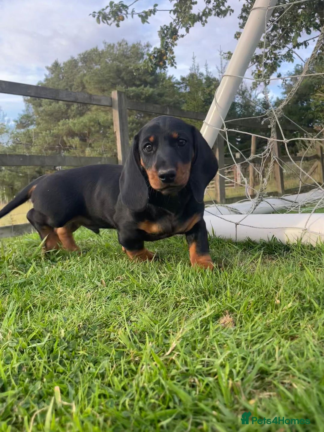 Dachshund dogs for sale: Standard Black & Tan dachshund (boy) - Image 4