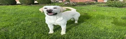 Labrador Retriever dogs for stud: Mossland Missing Link  - Advert 4