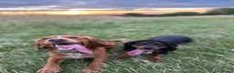 Cocker Spaniel dogs for stud: Working Cocker Spaniel Stud (proven) - Advert 7