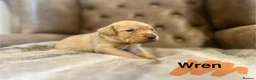 Labrador Retriever dogs for sale: FTCH CHAMPION🏆 KC HEALTH TESTED STAR STUDED PED⭐️ in Lewes - Advert 17