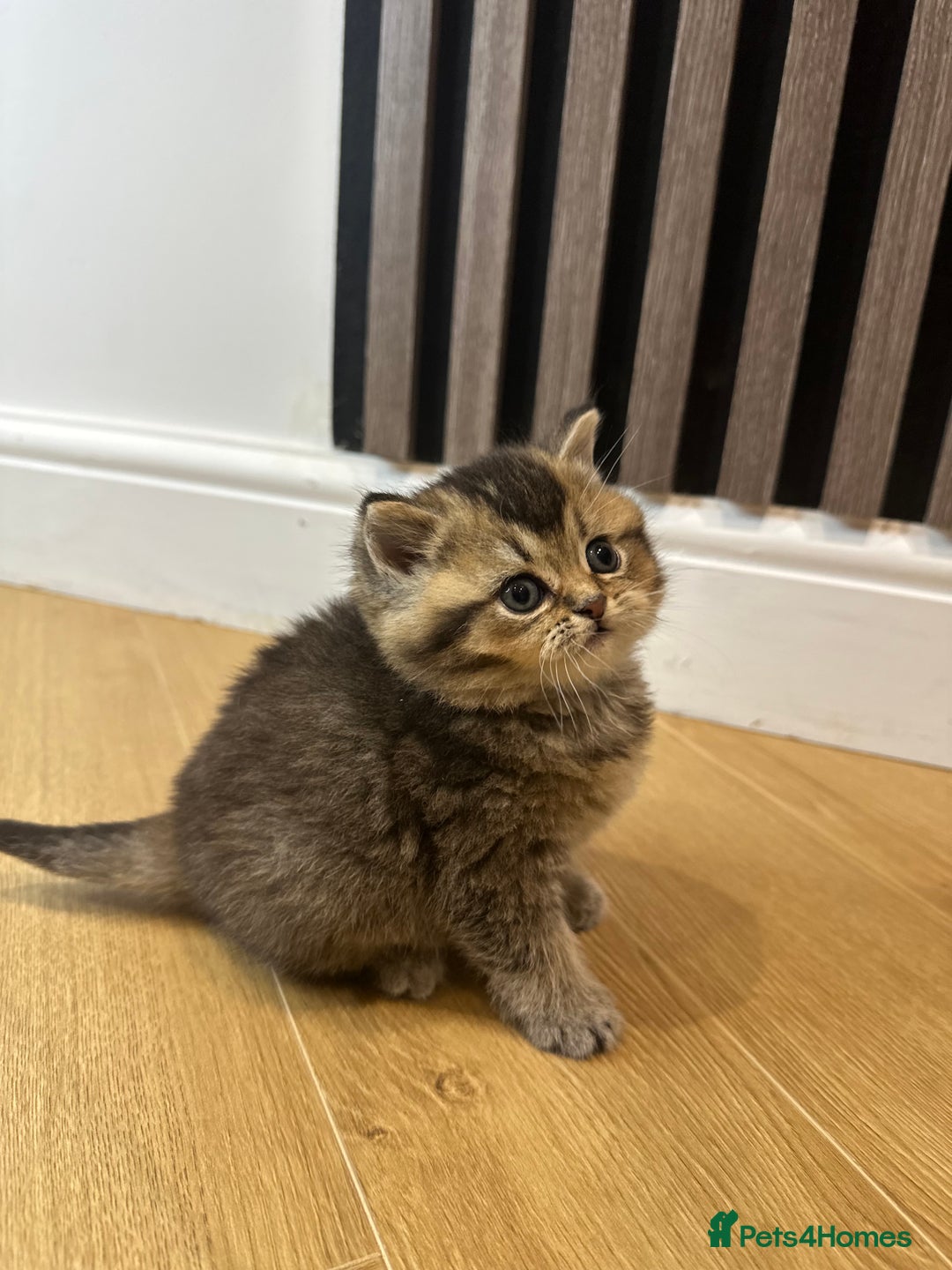 British Shorthair cats for sale: Gorgeous Brown Tabby BSH Kittens - Advert 10
