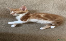 Mixed Breed cats for sale: Gorgeous Ginger & White  - Image 5