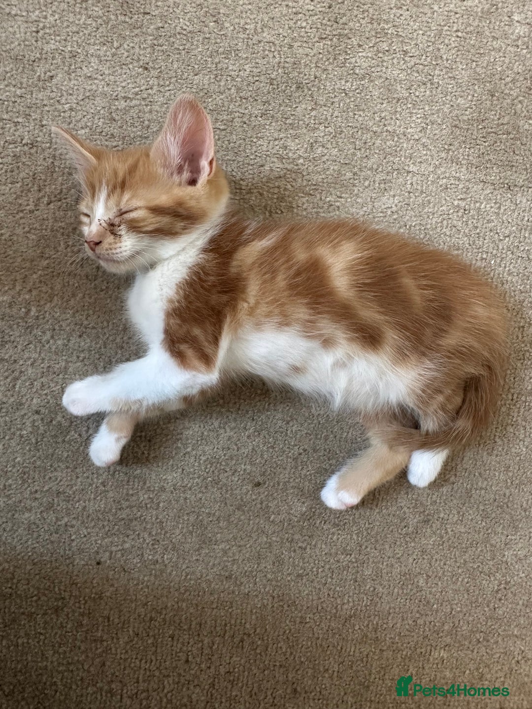 Mixed Breed cats for sale: Gorgeous Ginger & White  - Image 5