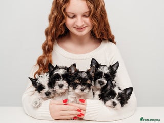 Yorkshire Terrier dogs DNA tested parents! Pure Breed Puppy BOY! - Advert 8