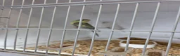 Budgerigars birds for sale: Budgies for sale  - Advert 3