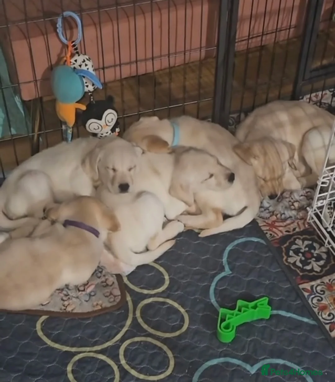 Labrador Retriever dogs for sale: Labrador puppies - Advert 2