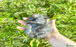 Guinea Pig rodents for sale: Long haired Guinea Pigs For Sale - Image 8