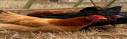 Chickens poultry for sale: Beautiful hybrid hens POL - Advert 10