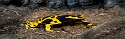 Frog reptiles for sale: Dendrobates Leucomelas Bumble Bee Frogs - Advert 5