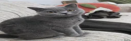 British Shorthair cats for sale: ACTIVE GCCF AND TICA REGISTERED FEMALE - Advert 10