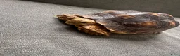 Tortoise reptiles for sale: Beautiful sulcata baby  - Advert 2