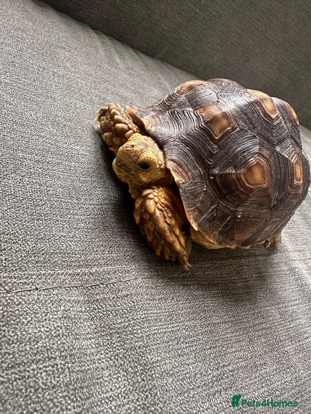 Tortoise reptiles for sale: Beautiful sulcata baby  - Advert 2