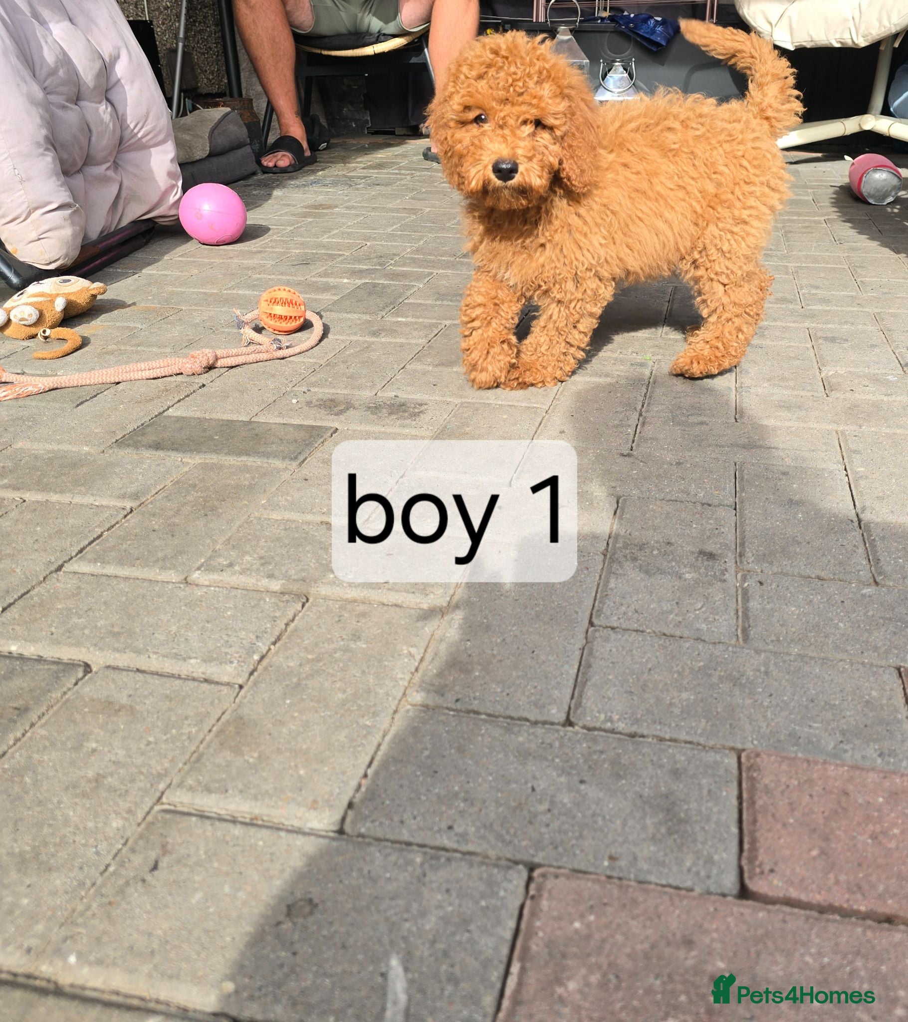 Cavapoo dogs BOYS ONLY cavapoo pups ready to leave  - Advert 2