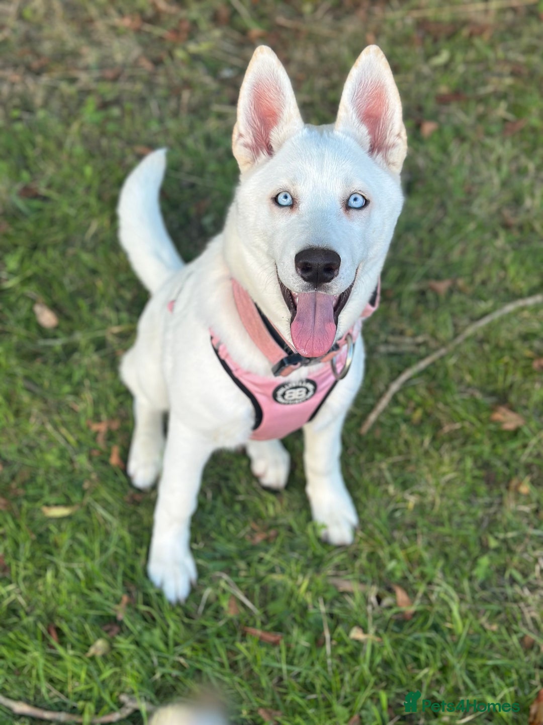 Siberian Husky dogs for sale: Bleu - 8 month old female husky - Advert 2