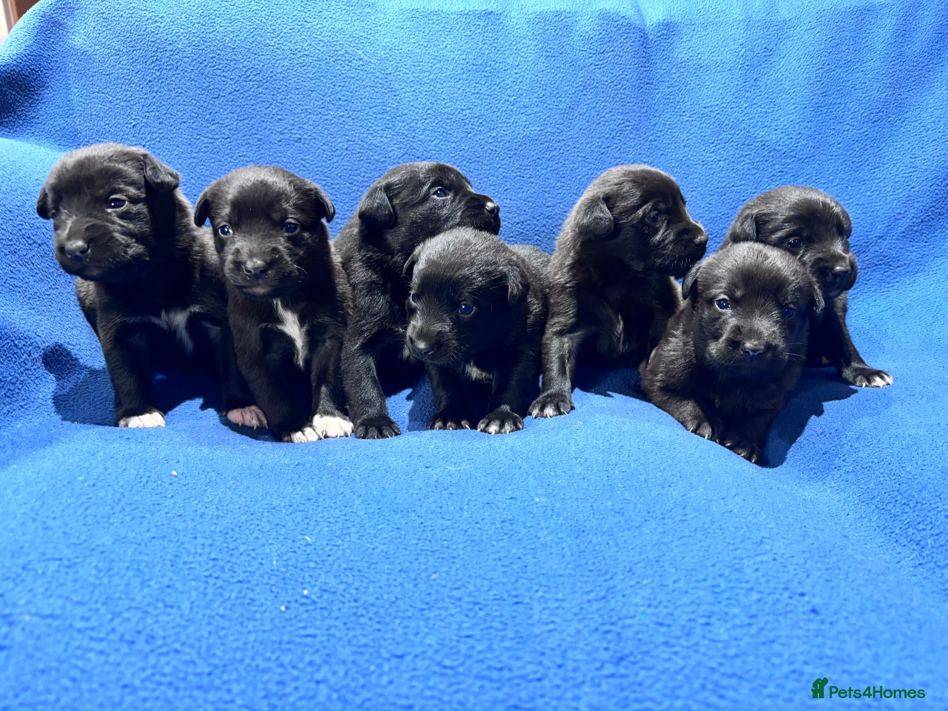 Mixed Breed dogs Labrador X Huntaway Puppies - Advert 1