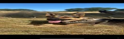 German Shepherd dogs for sale: Beautiful German shepherd x Belgian shepherd pups - Advert 15