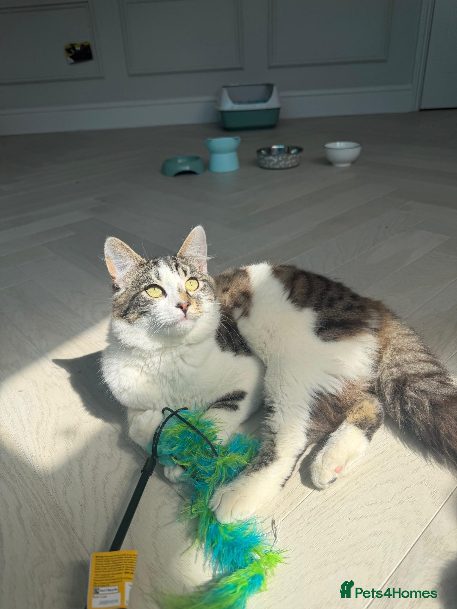 Domestic Shorthair cats Leo - Adopt from Cats in Crisis East Ldn - Advert 5