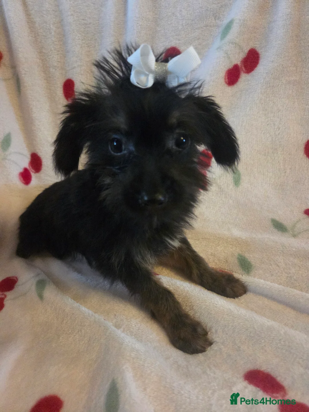 Mixed Breed dogs for sale: Yorkshireterrier xjackrussell  - Advert 7