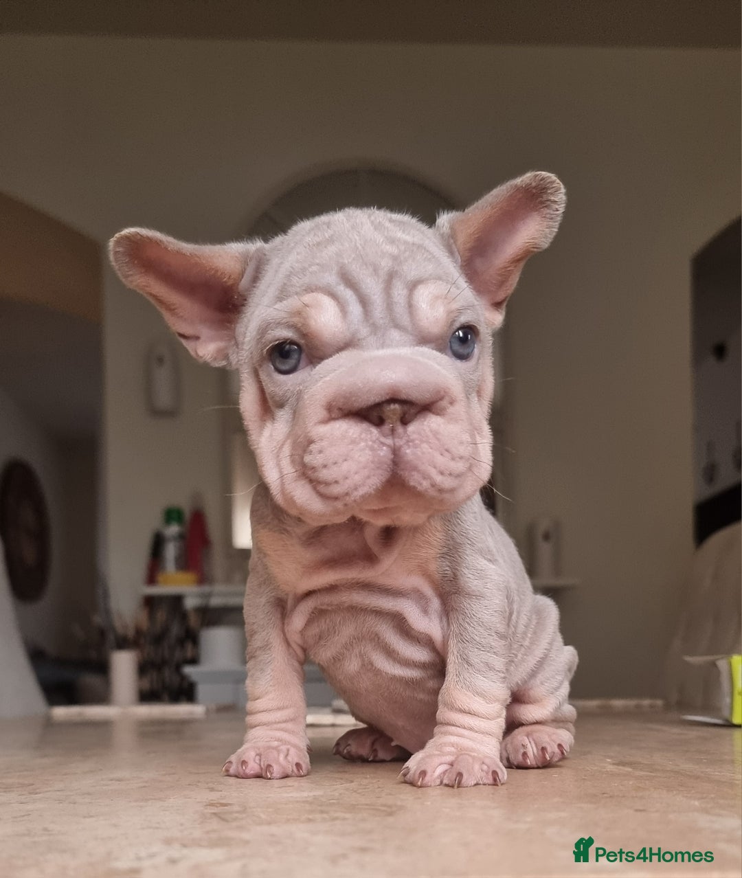 French Bulldog dogs for sale: Beautiful French bulldogs - Advert 7