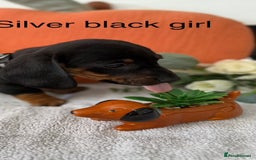 Miniature Dachshund dogs for sale: stunning litter of dachshunds - Image 7