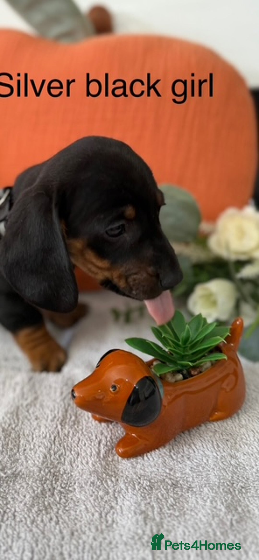 Miniature Dachshund dogs for sale: stunning litter of dachshunds - Image 7