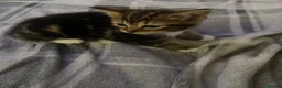 Mixed Breed cats for sale: 4 beautiful kittens  - Advert 14
