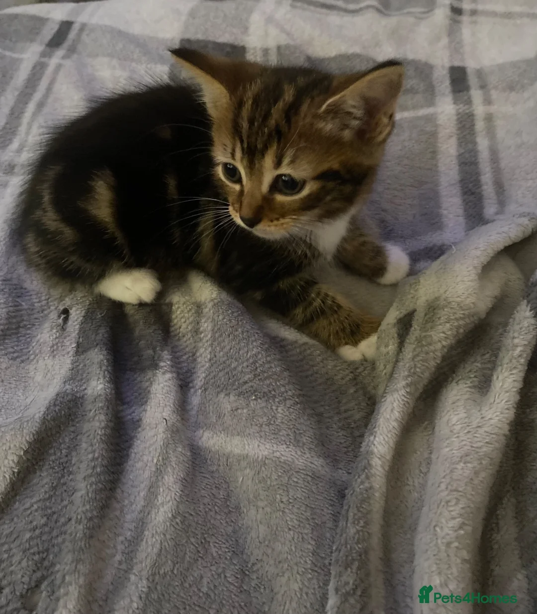 Mixed Breed cats for sale: 4 beautiful kittens  - Advert 14
