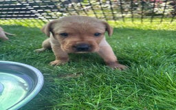 Labrador Retriever dogs for sale: Fox red Labradors for sale  - Image 4