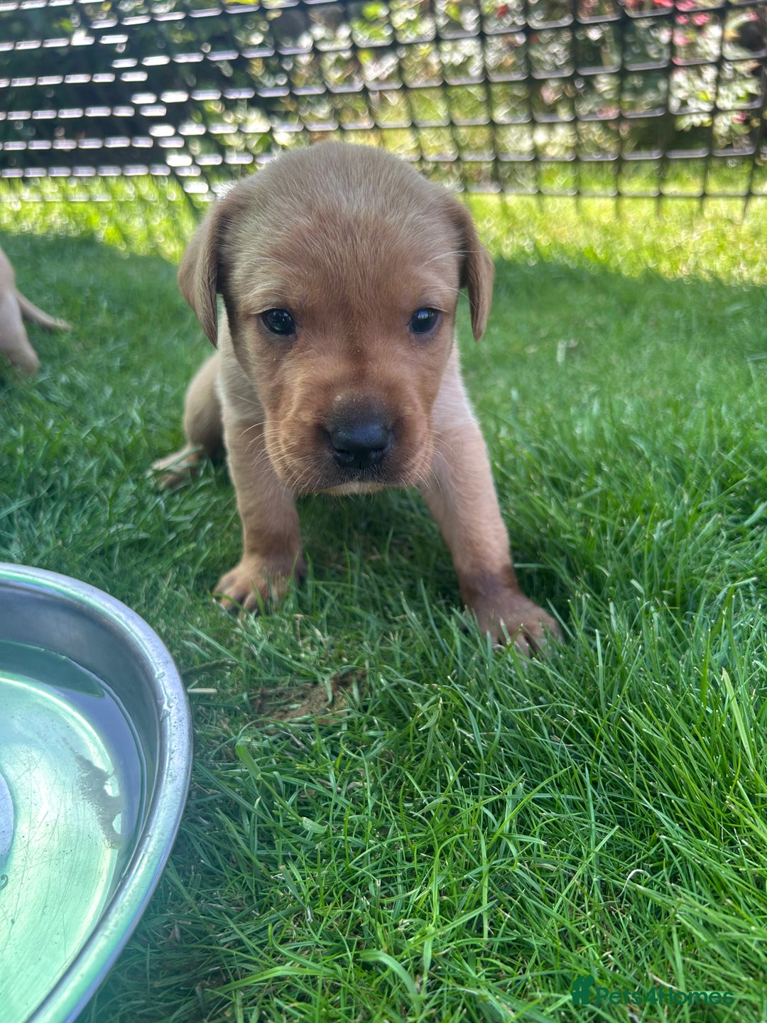 Labrador Retriever dogs for sale: Fox red Labradors for sale  - Image 4