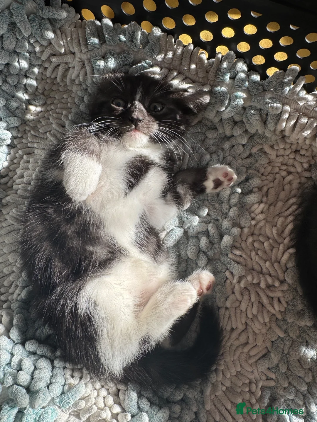 Mixed Breed cats for sale: Gorgeous kittens  - Advert 2