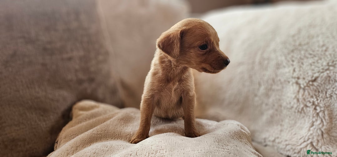 Labrador Retriever dogs for sale: THE LAST KC FOX RED GIRL READY TO LEAVE NOW  - Image 6