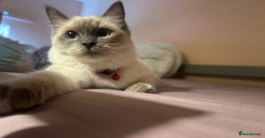Ragdoll cats - Advert 15