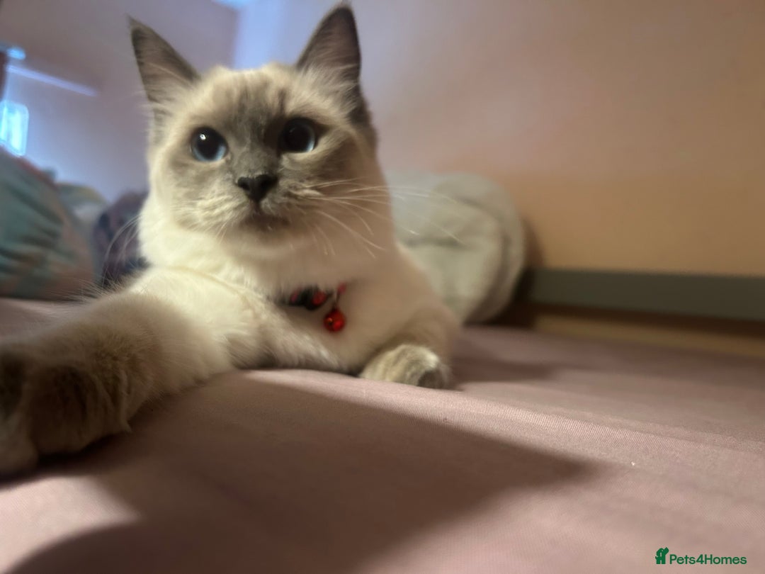 Ragdoll cats for sale: 6 month old blue point ragdoll queen  - Image 3