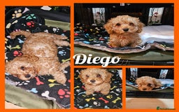 Cavapoo dogs for sale: Beautiful cavapoo litter - Image 9