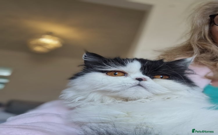 Persian cats - Advert 13