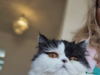 Persian cats - Advert 13