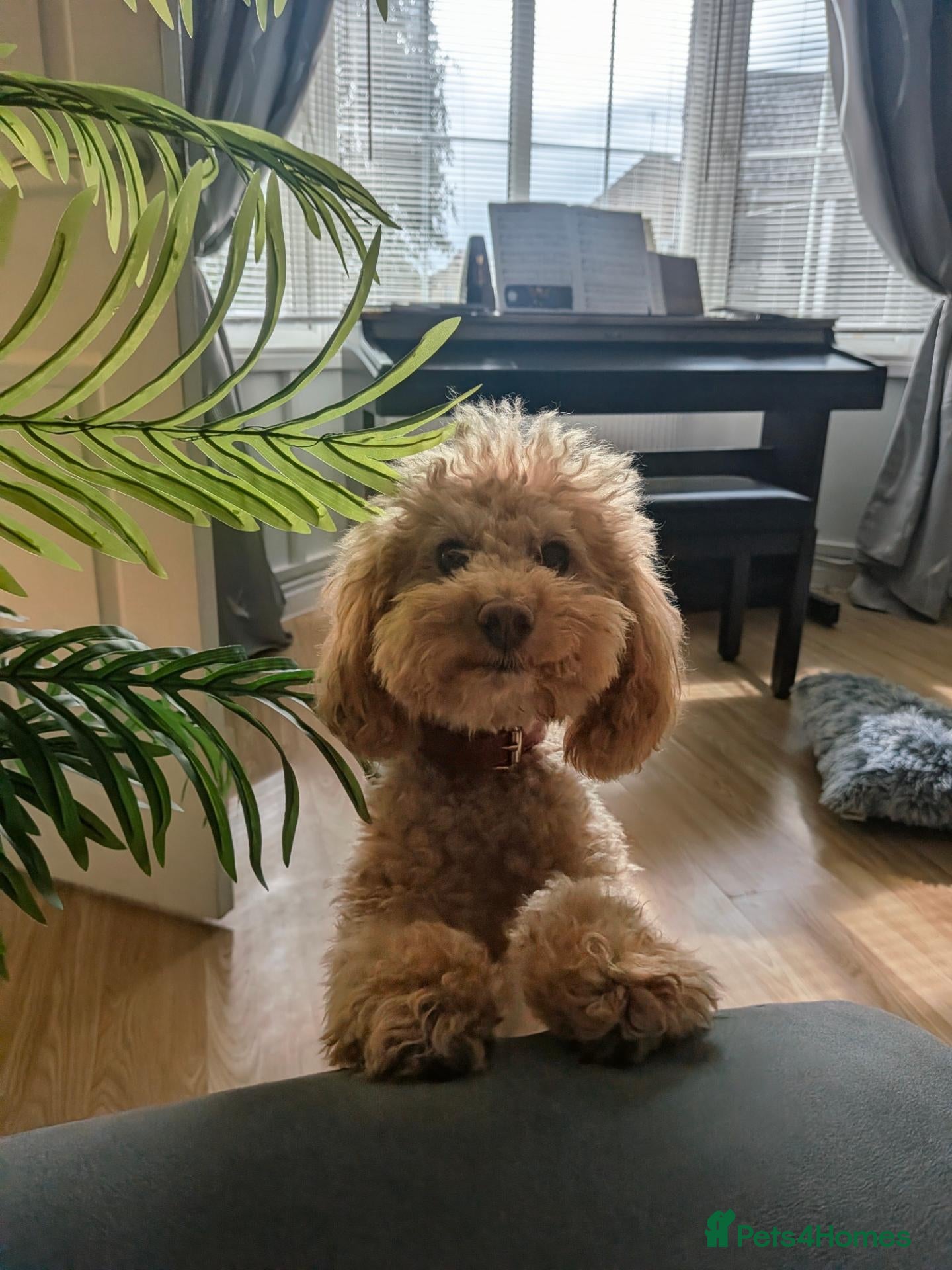Toy Poodle dogs K.C. Registered, health tested proven stud - Advert 9