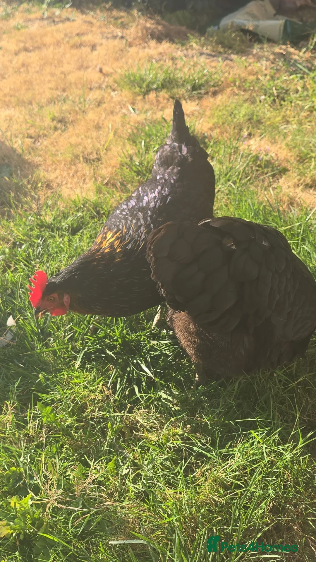 Chickens poultry for sale: *2 Healthy Hens with Quality Hutch £50 Quick Sale - Advert 1