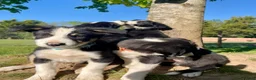 Border Collie dogs for sale: intelligent, well bred lovable  - Advert 4