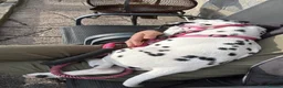 Dalmatian dogs for sale:  KC REGISTERED DALMATIAN PUPS  - Advert 8