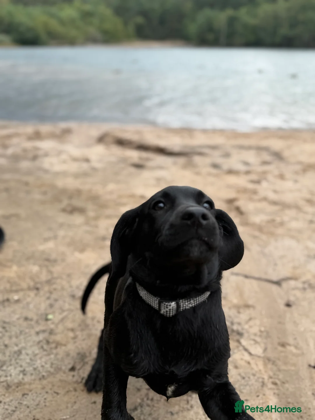 Labradoodle dogs for sale: Nero the Labradoodle  - Advert 4