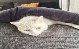 Mixed Breed cats for sale: White male cat rehome - Advert 5